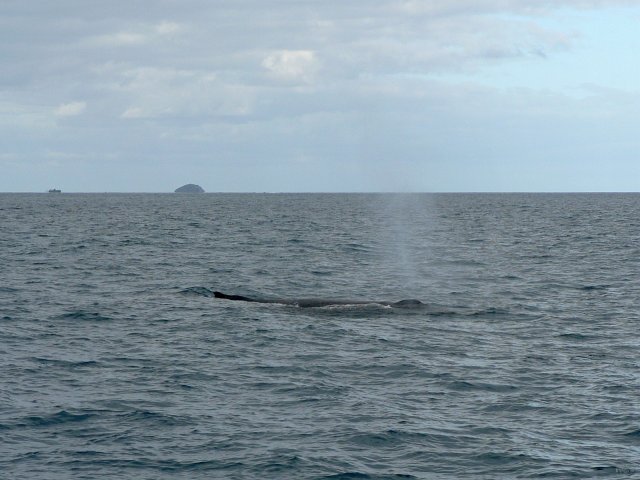 02- Baleines, groupe 1, Ile Ouen 